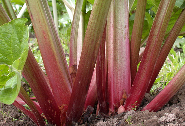 Batang Rhubarb