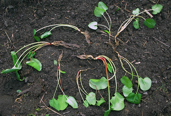 Anak pokok Rhubarb