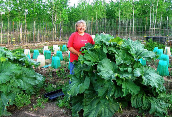 Belukar rhubarb besar