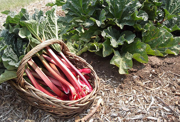 Menuai rhubarb