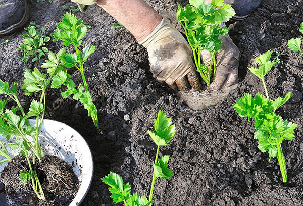 Plantar aipo no jardim