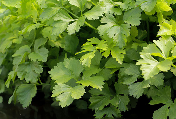 Feuilles de céleri