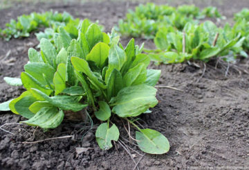 Oseille dans le jardin