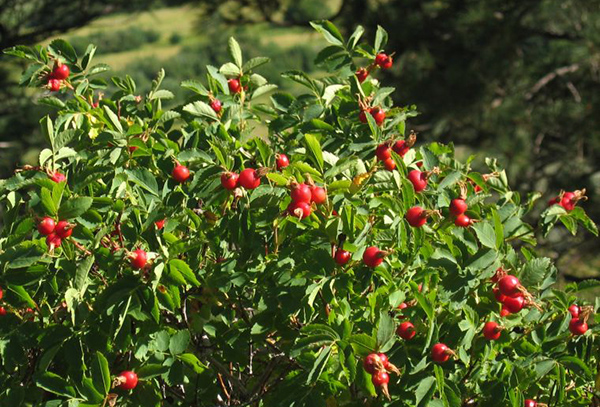 Rosehip bush com bagas