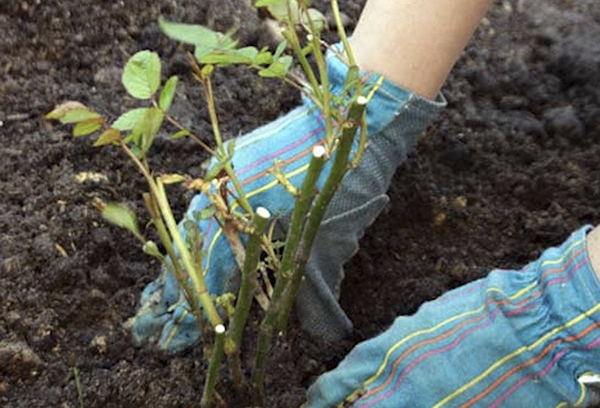 Plantation d'églantier