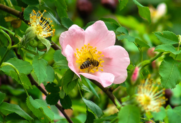 Abelha em uma flor de rosa mosqueta