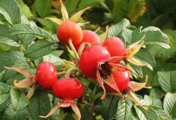 Rosehip bär