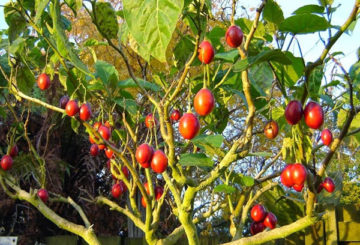 Árvore de tomate