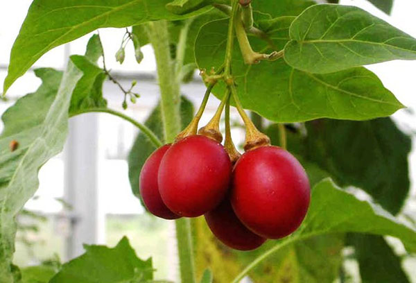 Fructul copacului de roșii