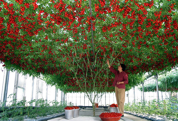 Arborele de tomate în seră