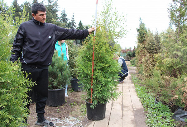 Jeune arbre Thuja Brabant