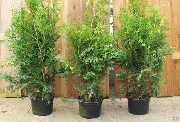 Brabante de mudas Thuja