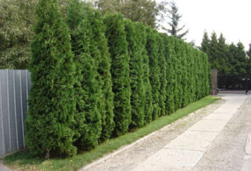 Thuja sövény