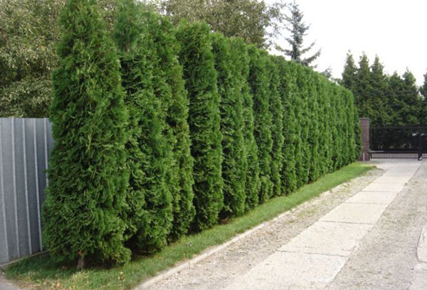 Thuja živica