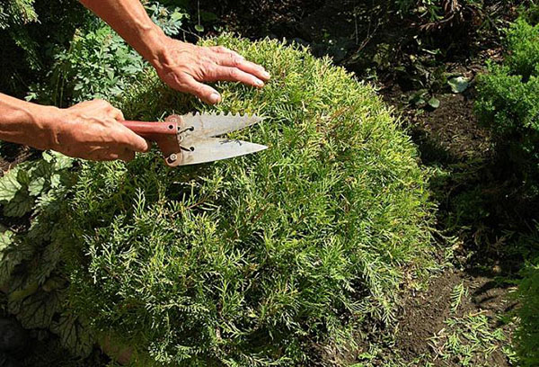 Potongan rambut Thuja