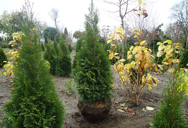 Transplantace Thuja