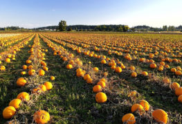 Pumpkin plantation
