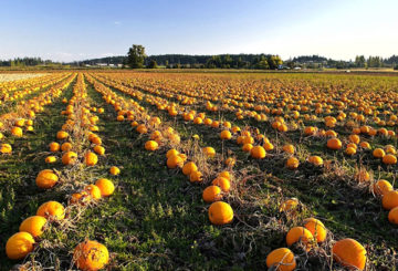 Plantation de citrouilles