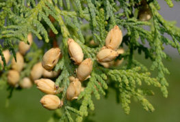 Semințe de thuja