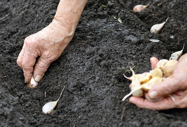 Plantando alho