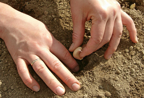 Planter de l'ail