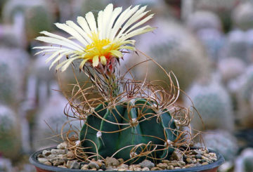 Virágzó astrophytum