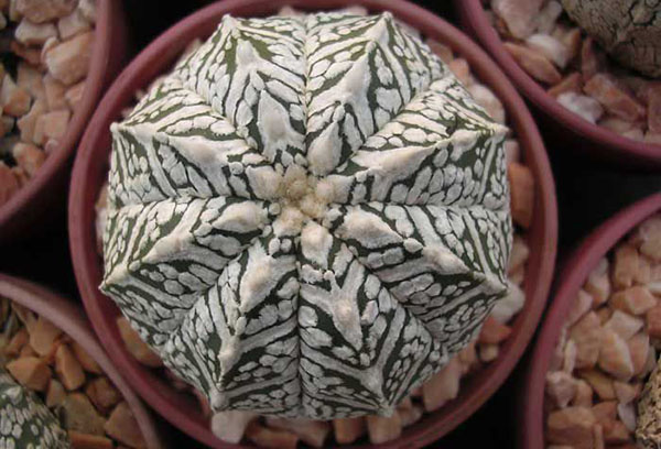 Astrophytum em uma panela