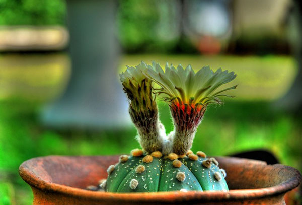 Astrophytum floreciente