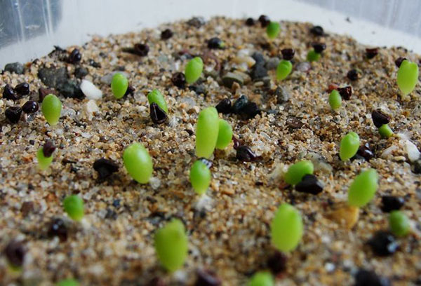 Brotos de sementes de astrophytum