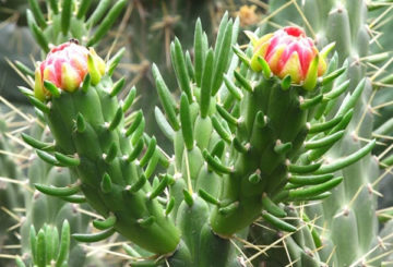 Virágzó austrocylindropuntia