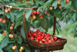 Vyšnių derlius
