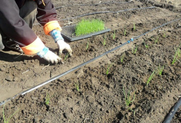 Plantando mudas de cebola