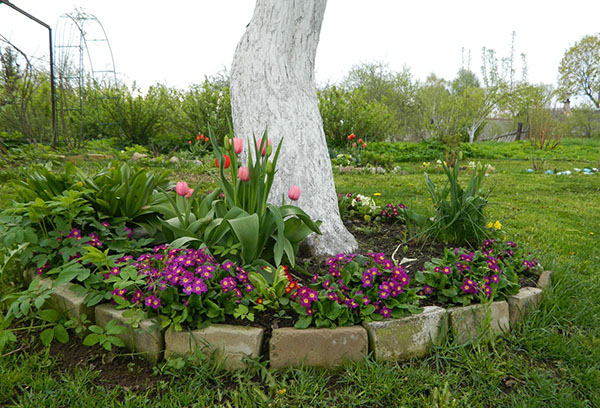 Canteiro de flores sob a macieira