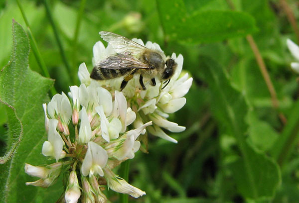 Abeille sur trèfle blanc