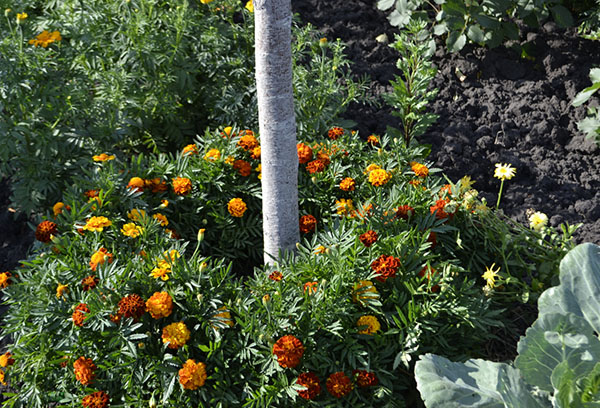 Goudsbloemen rond de appelboom