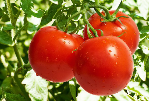 Tomaten