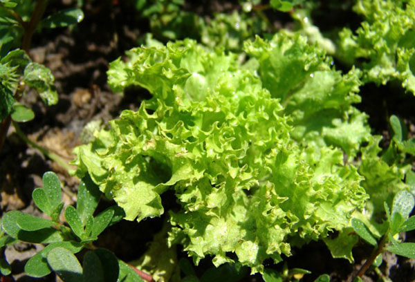 Salad taman