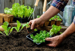 Planting lettuce seedlings