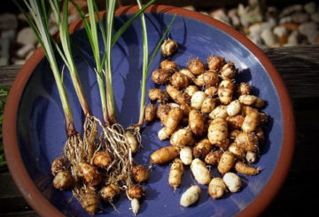 Récolte d'amandes moulues