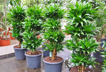 Dracaena wangi