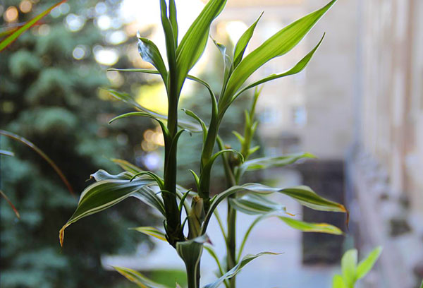 Young growth of fragrant dracaena