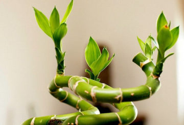 Dracaena Sander fiatal hajtásai