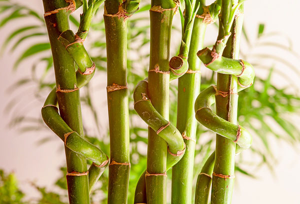 Къдрави бамбукови стъбла на щастието