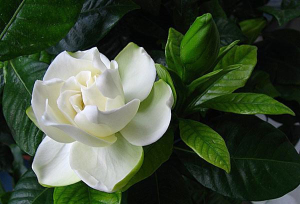 Gardenia bloeien