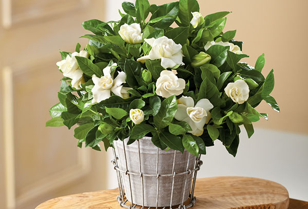 Pot met bloeiende gardenia