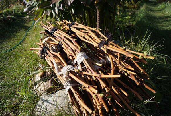 Menuai pokok anggur