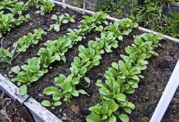 Camas de rabanete