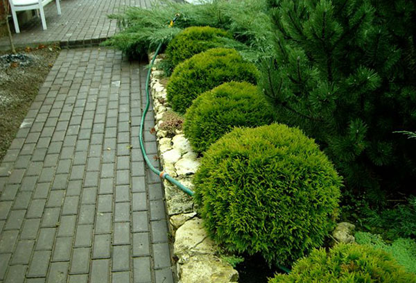 Thuja Teddy en diseño de paisaje