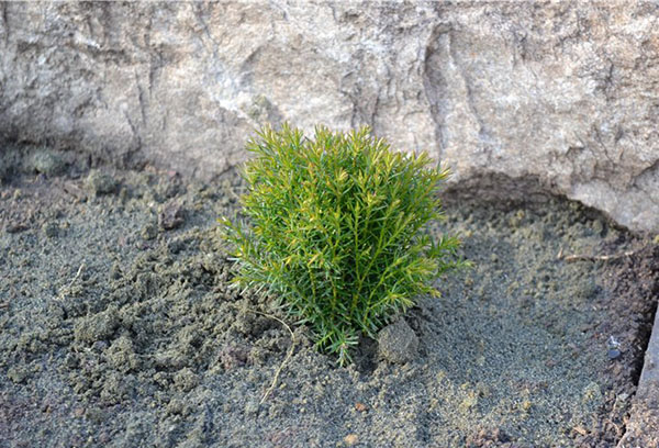 Jeune arbre Thuja Teddy