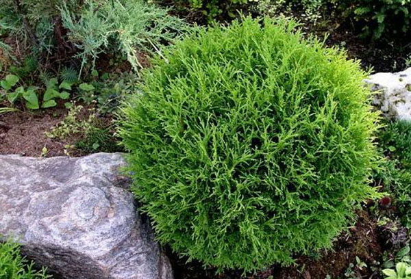 Thuja Teddy dalam rockery